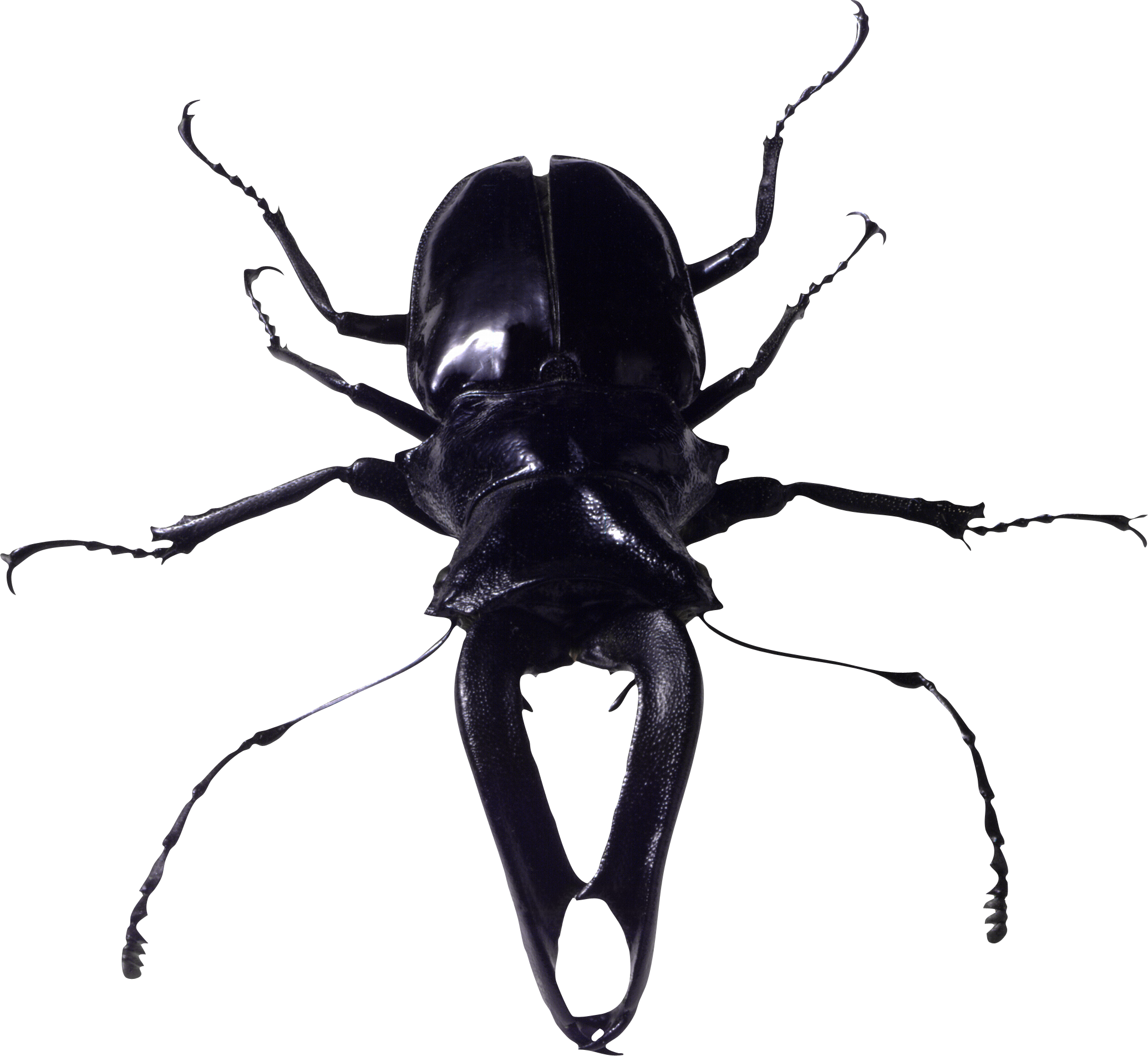 Bugs Transparent PNG Image