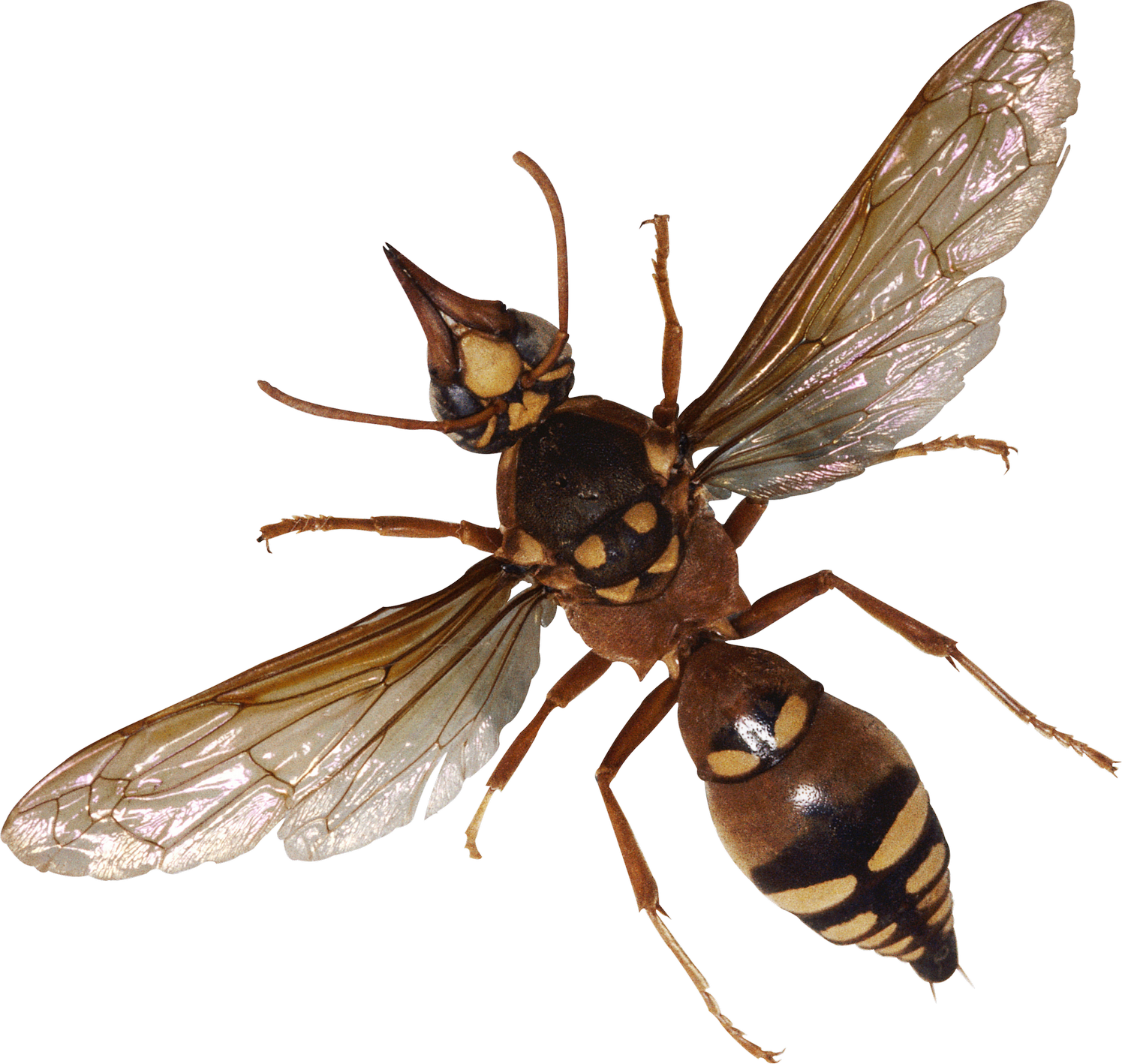 Flying Bugs File Transparent PNG Image