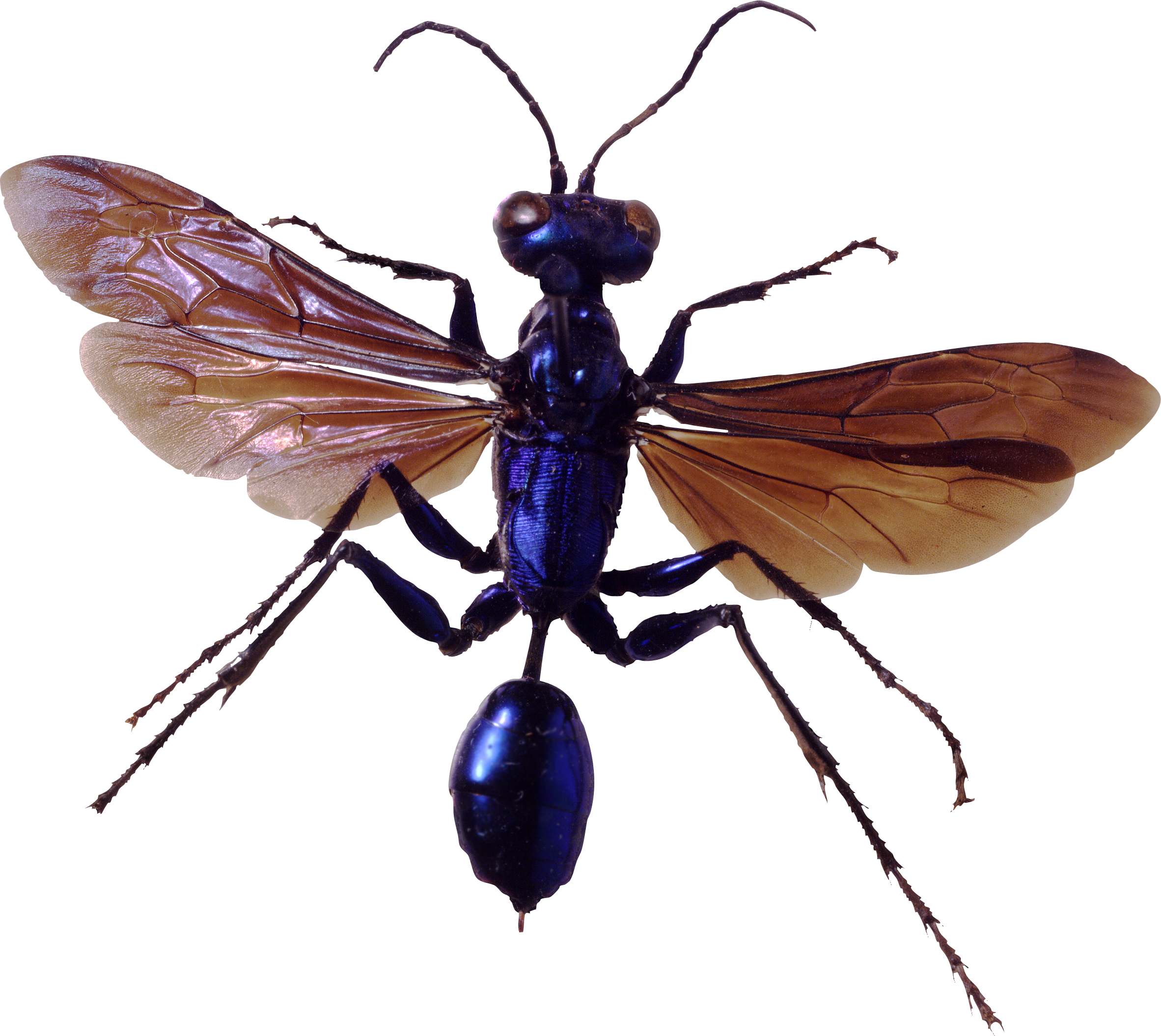 Flying Bugs Transparent PNG Image