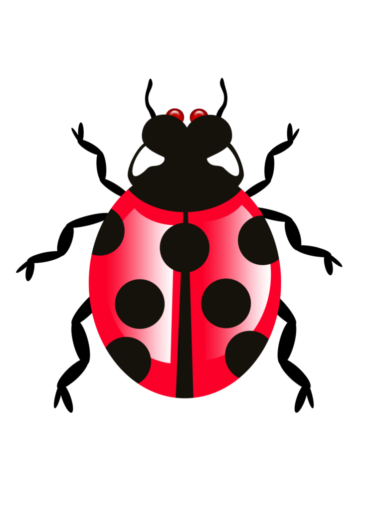 Lady Bugs Transparent PNG Image