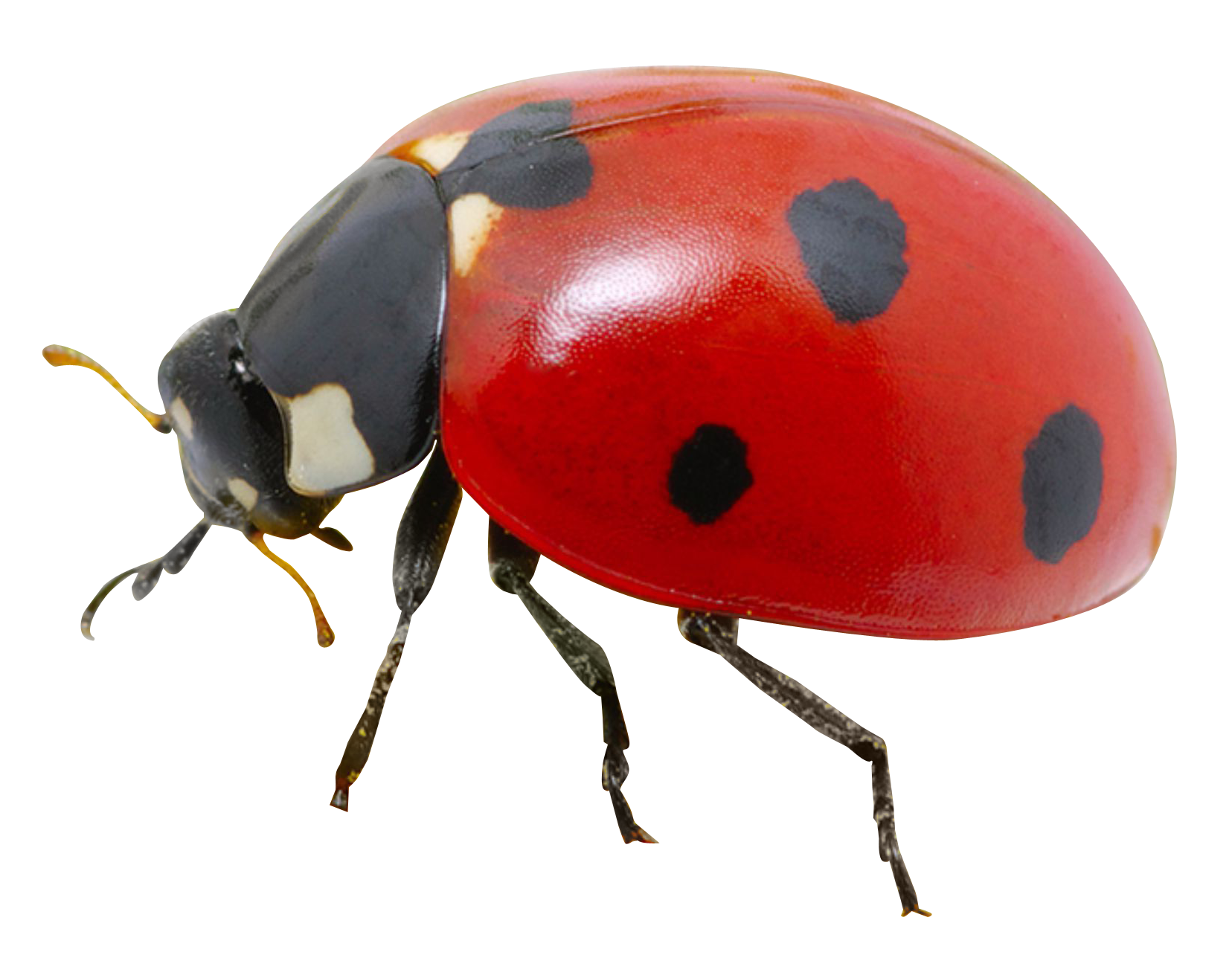Lady Bugs Transparent PNG Image