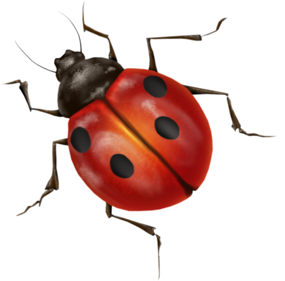 Lady Bugs Transparent PNG Image