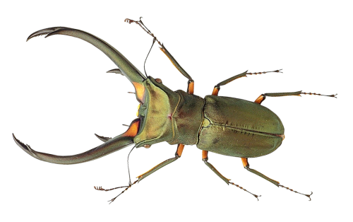 Spring Bugs Transparent PNG Image