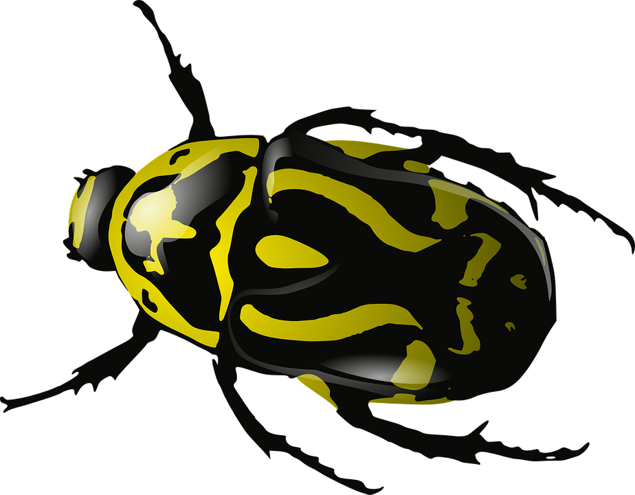 Spring Bugs Transparent PNG Image