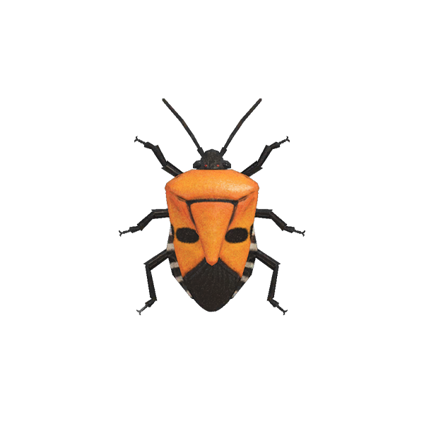 Spring Bugs Transparent PNG Image