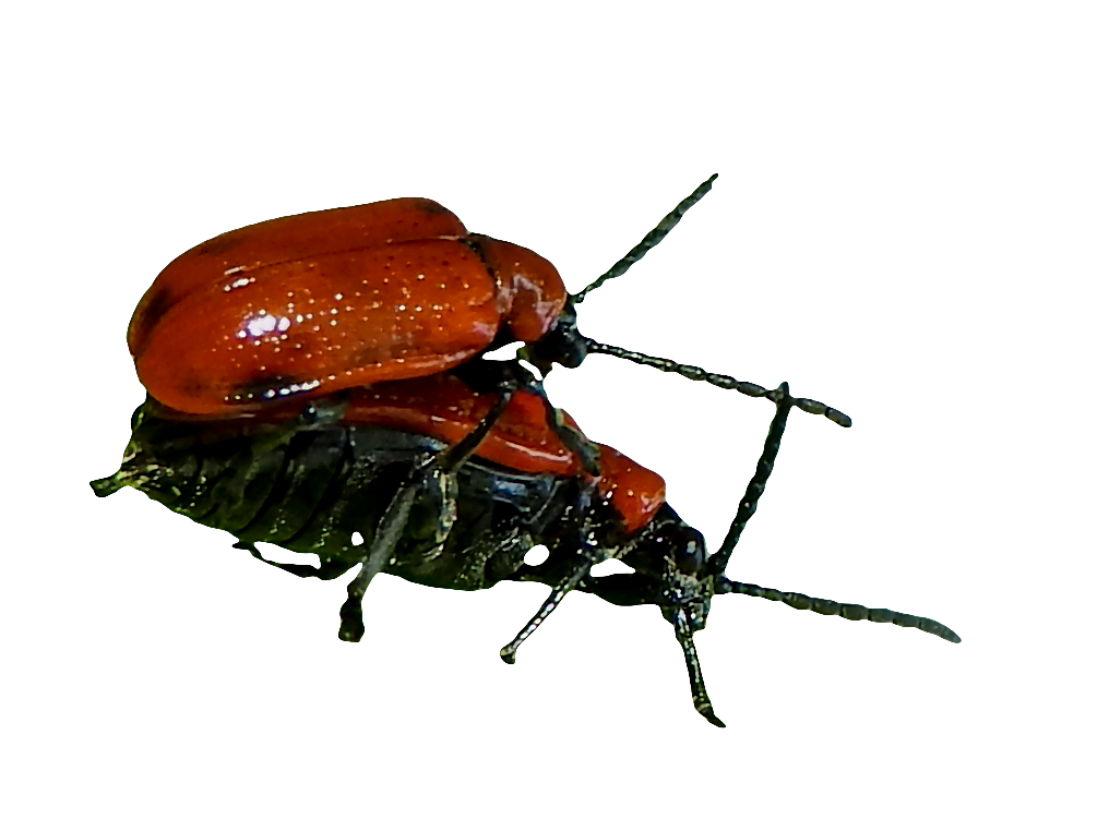 Spring Bugs Transparent PNG Image