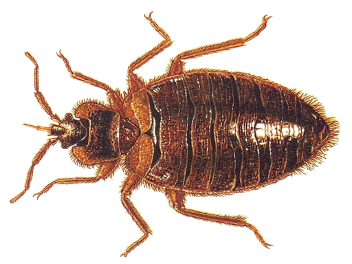 Pest Bug Bed Transparent PNG Image