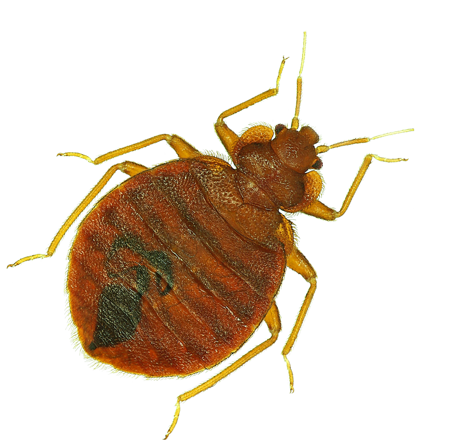 Pest Bug Bed Transparent PNG Image