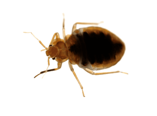 Pest Bug Bed Transparent PNG Image