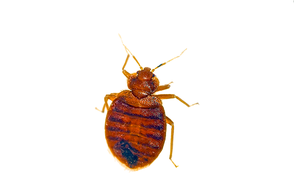 Pest Bug Bed Transparent PNG Image