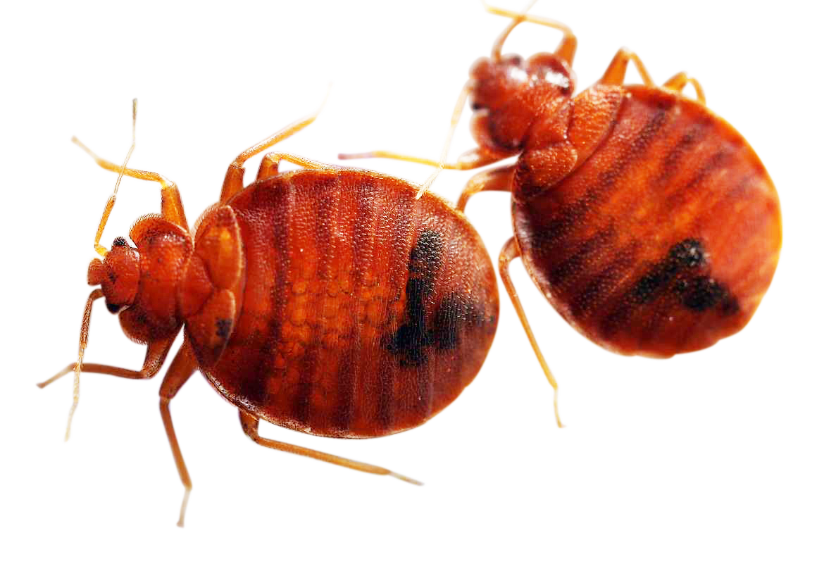 Pest Bug Bed Transparent PNG Image
