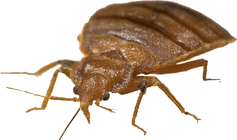 Bug Bed Transparent PNG Image