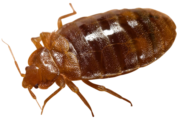 Bug Bed Transparent PNG Image