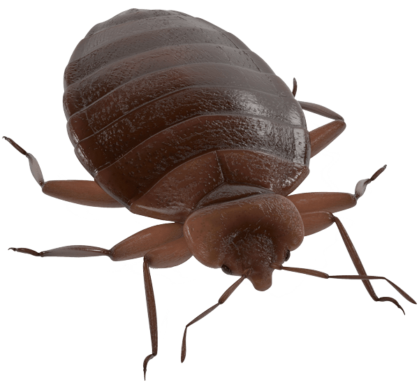 Bug Bed Transparent PNG Image