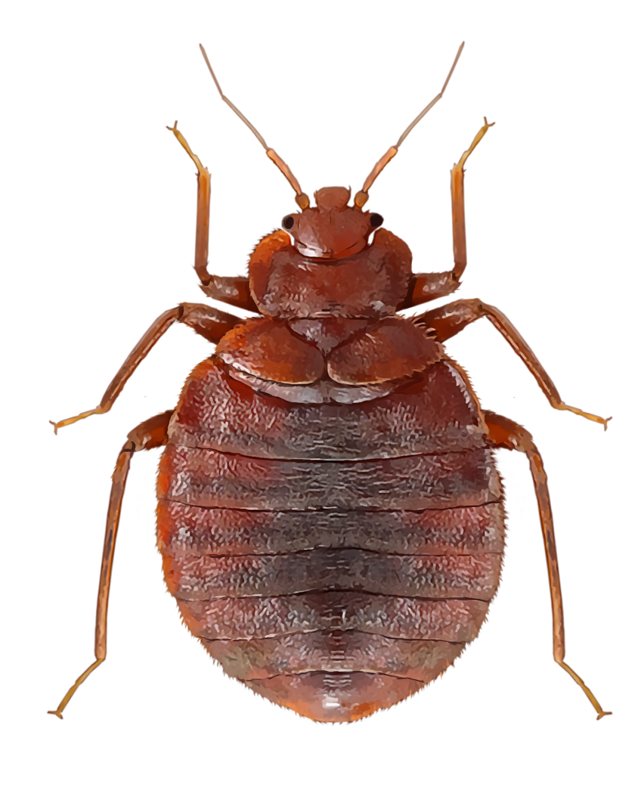 Bug Bed Transparent PNG Image