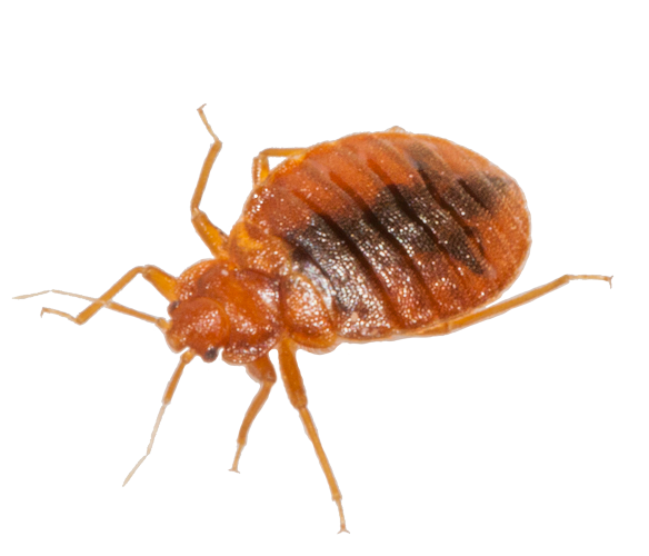 Bug Bed Transparent PNG Image