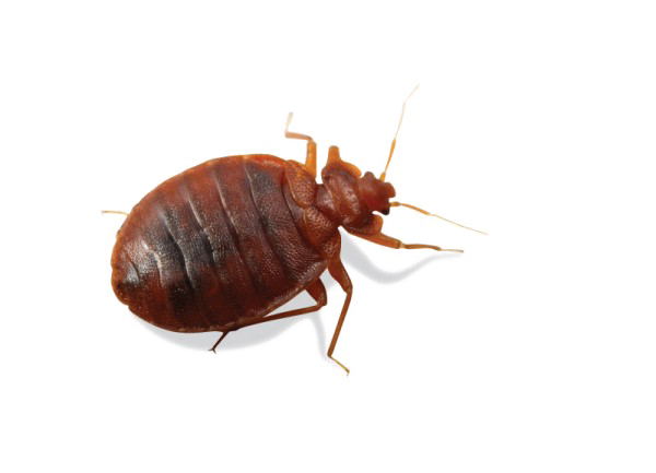 Bug Bed Transparent PNG Image
