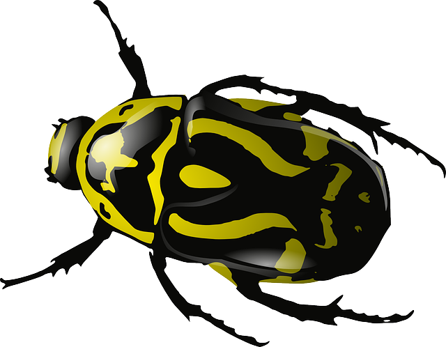 Bugs Transparent PNG Image