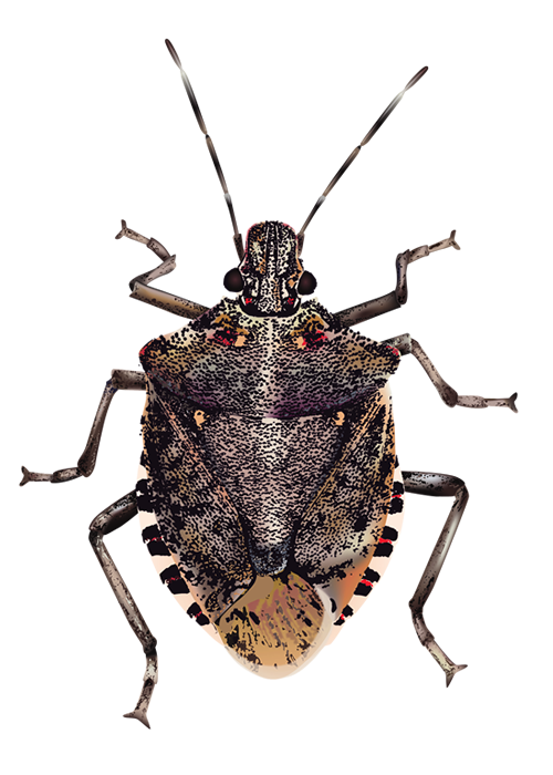 Bugs Background Transparent PNG Image