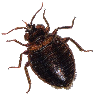 Bug 3 Transparent PNG Image