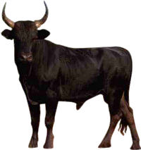 Bull Transparent PNG Image