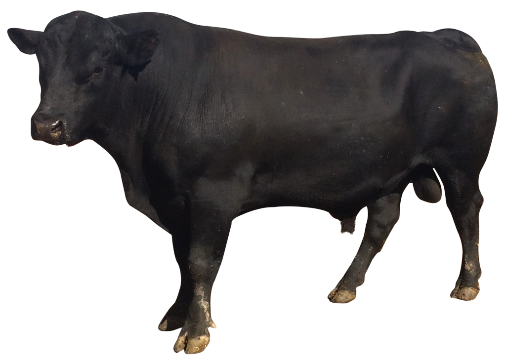 Vector Bull Transparent PNG Image