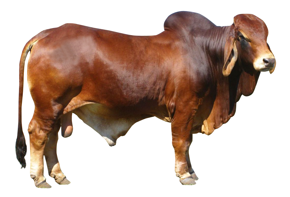 Bull Transparent PNG Image