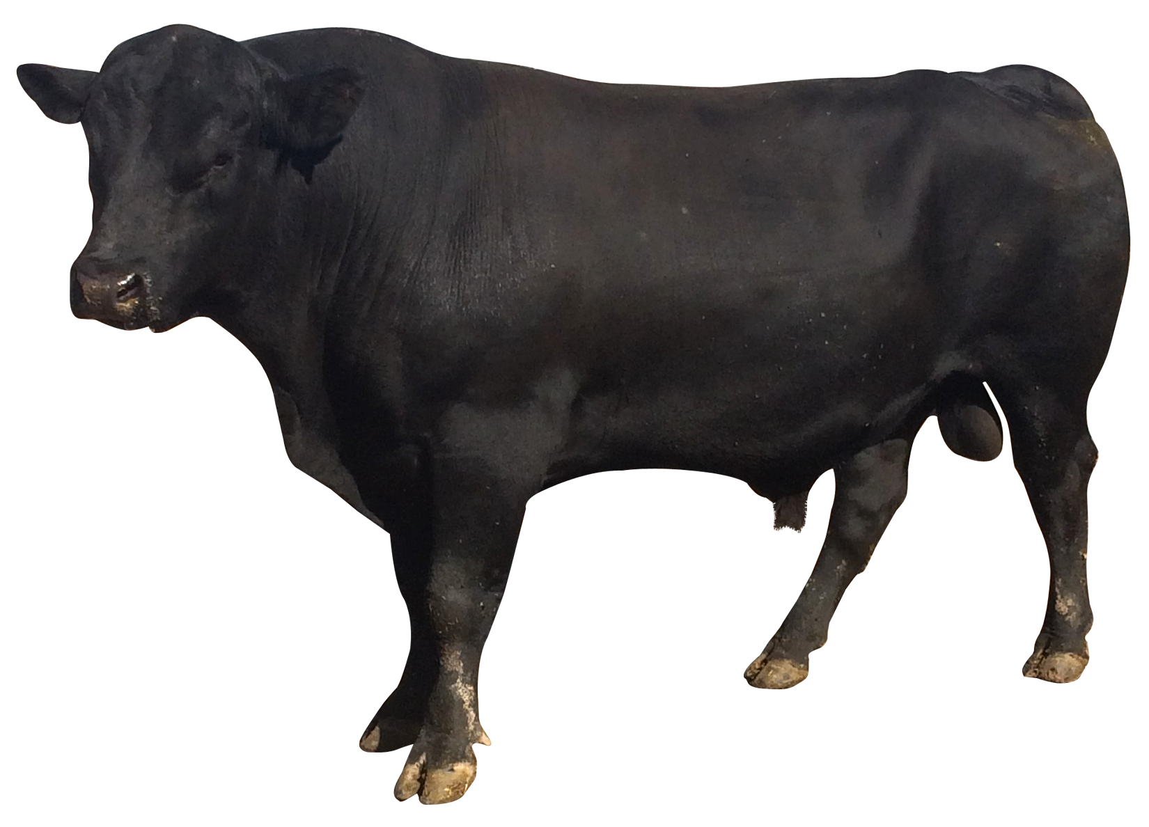 Bull Transparent PNG Image