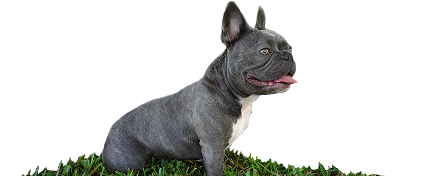Bulldog Transparent PNG Image