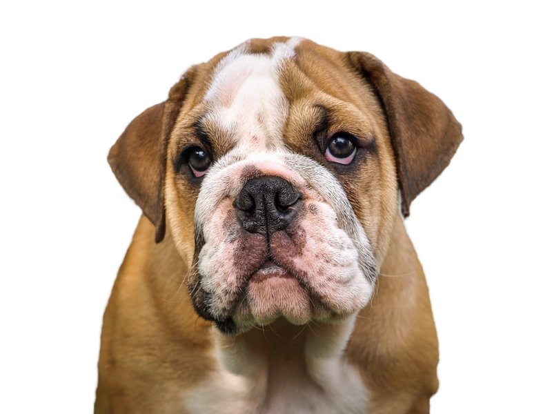 Bulldog Transparent PNG Image