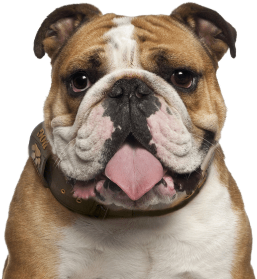 Bulldog Transparent PNG Image