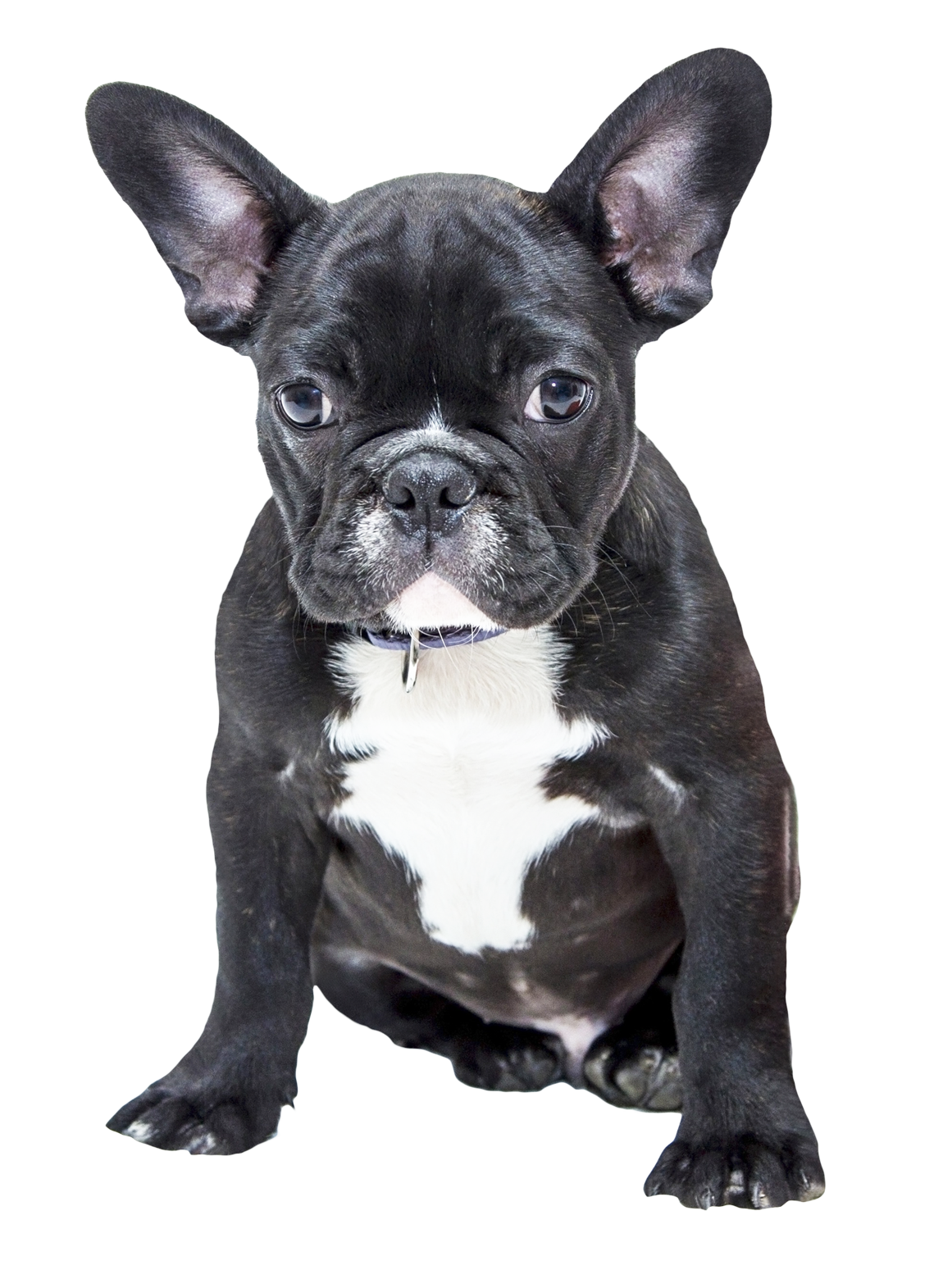 Bulldog Transparent PNG Image