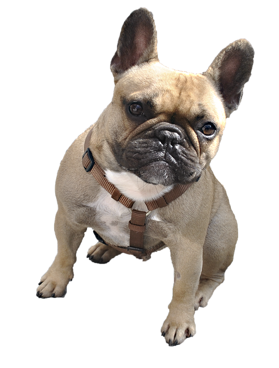 Bulldog Sitting File Transparent PNG Image
