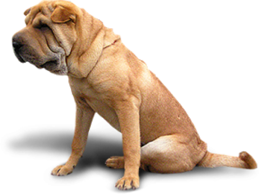 Bulldog Sitting Transparent PNG Image