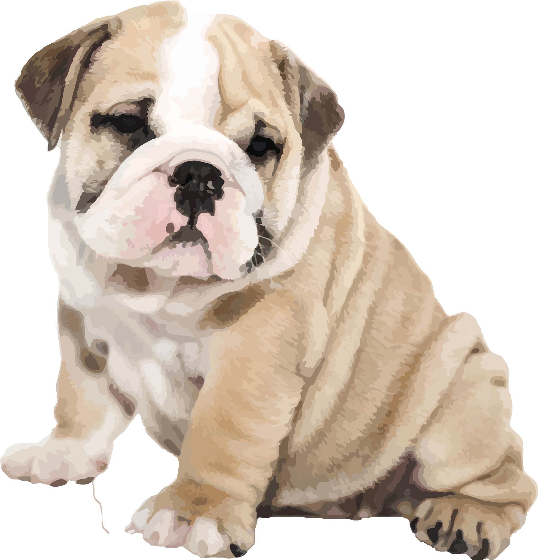 Bulldog Sitting Transparent PNG Image
