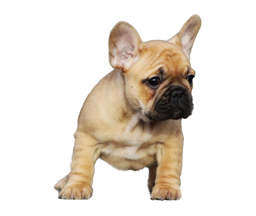 Bulldog Sitting Transparent PNG Image