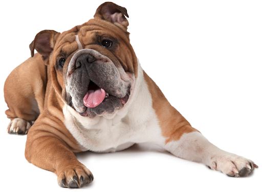 Bulldog Sitting Transparent PNG Image