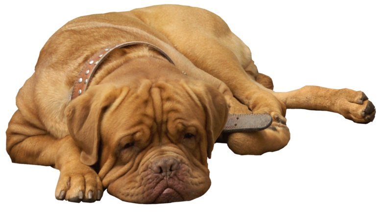Bulldog Sitting Transparent PNG Image