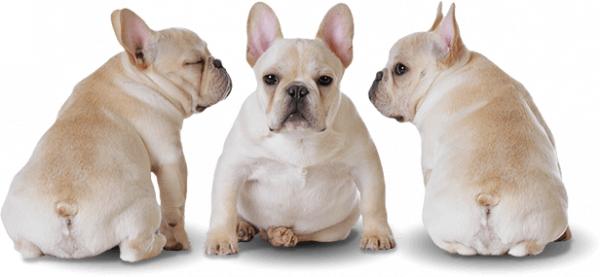Bulldog Sitting File Transparent PNG Image