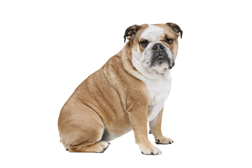 Bulldog Sitting Transparent PNG Image