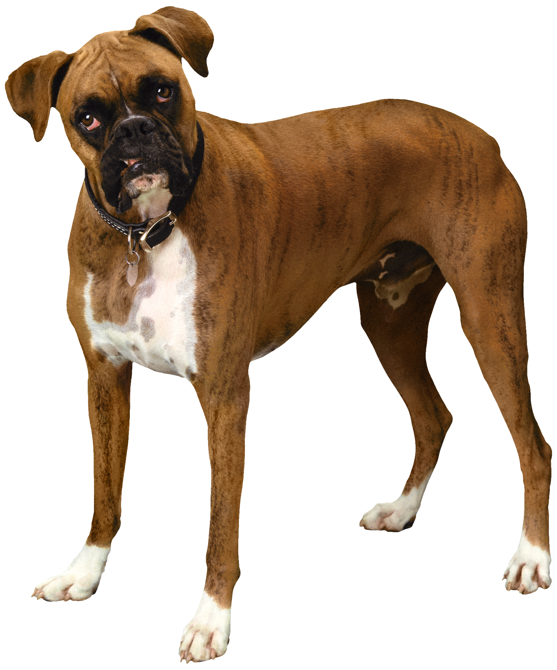 Standing Bulldog Transparent PNG Image