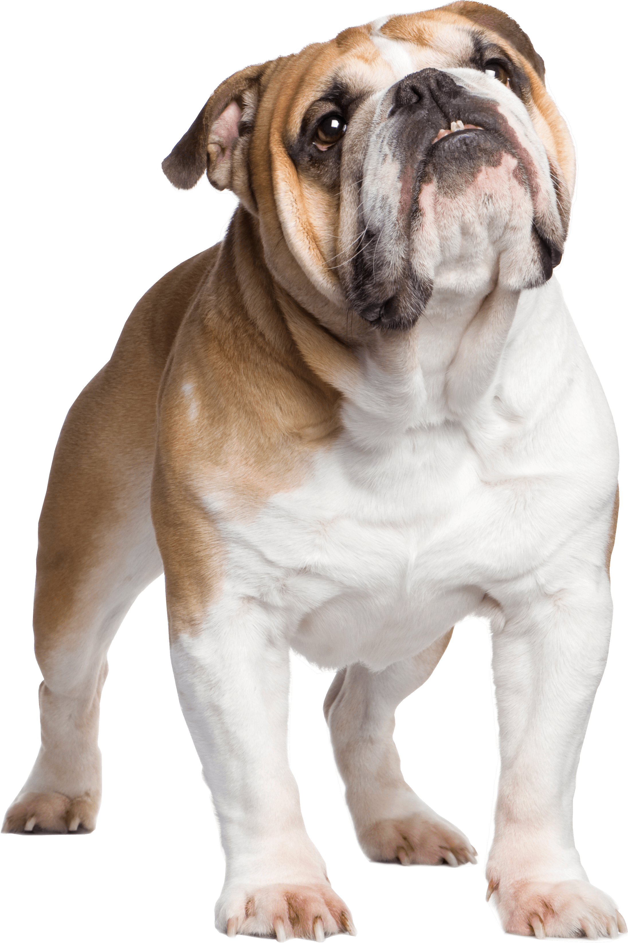 Standing Bulldog Transparent PNG Image