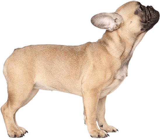 Standing Bulldog Transparent PNG Image