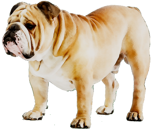 Standing Bulldog File Transparent PNG Image