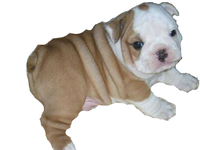 Bulldog Transparent PNG Image