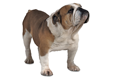 Bulldog Transparent PNG Image