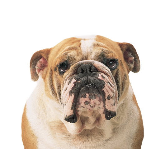 Bulldog Transparent PNG Image