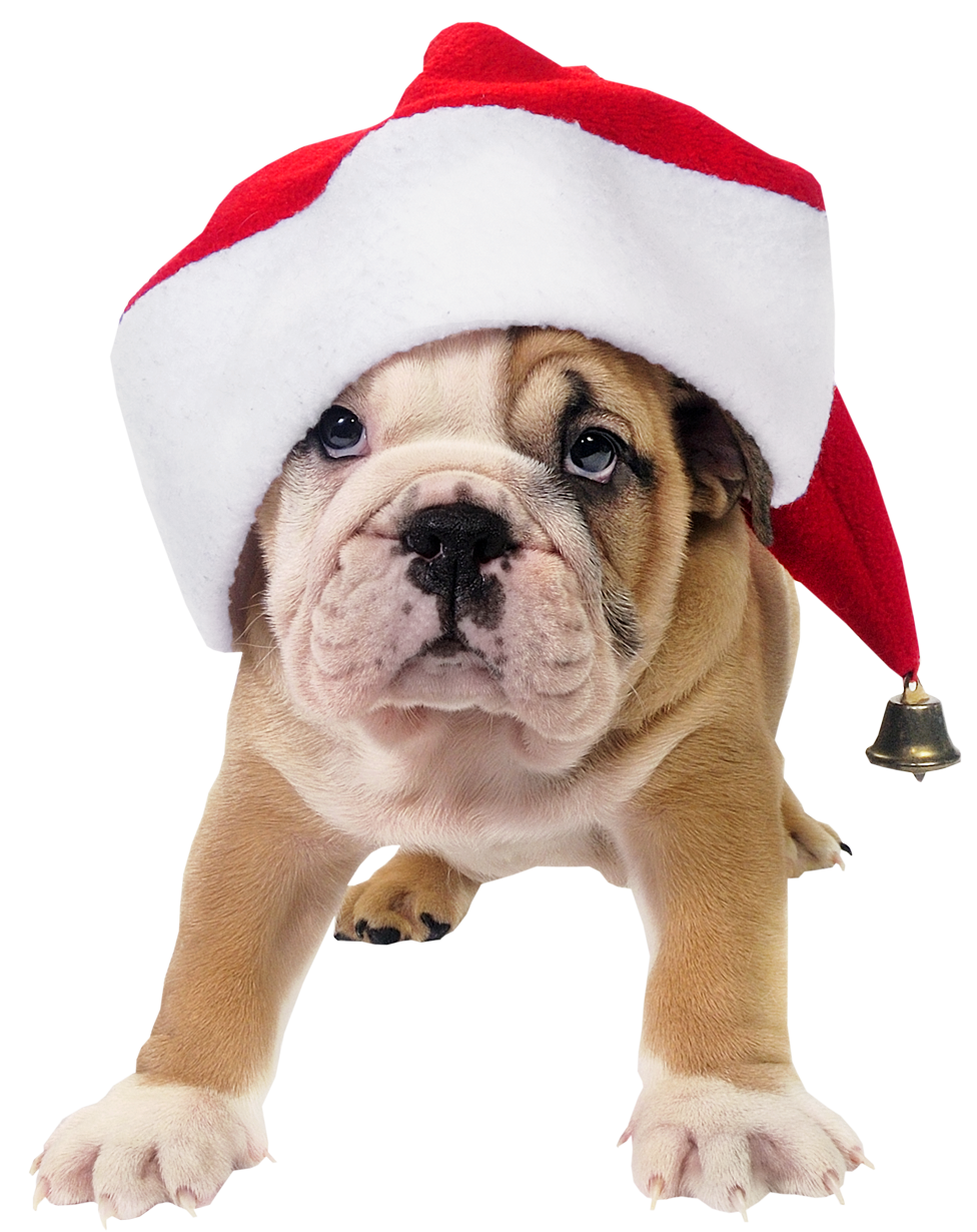 Cute Toy Bulldog Hat Claus Dog Transparent PNG Image