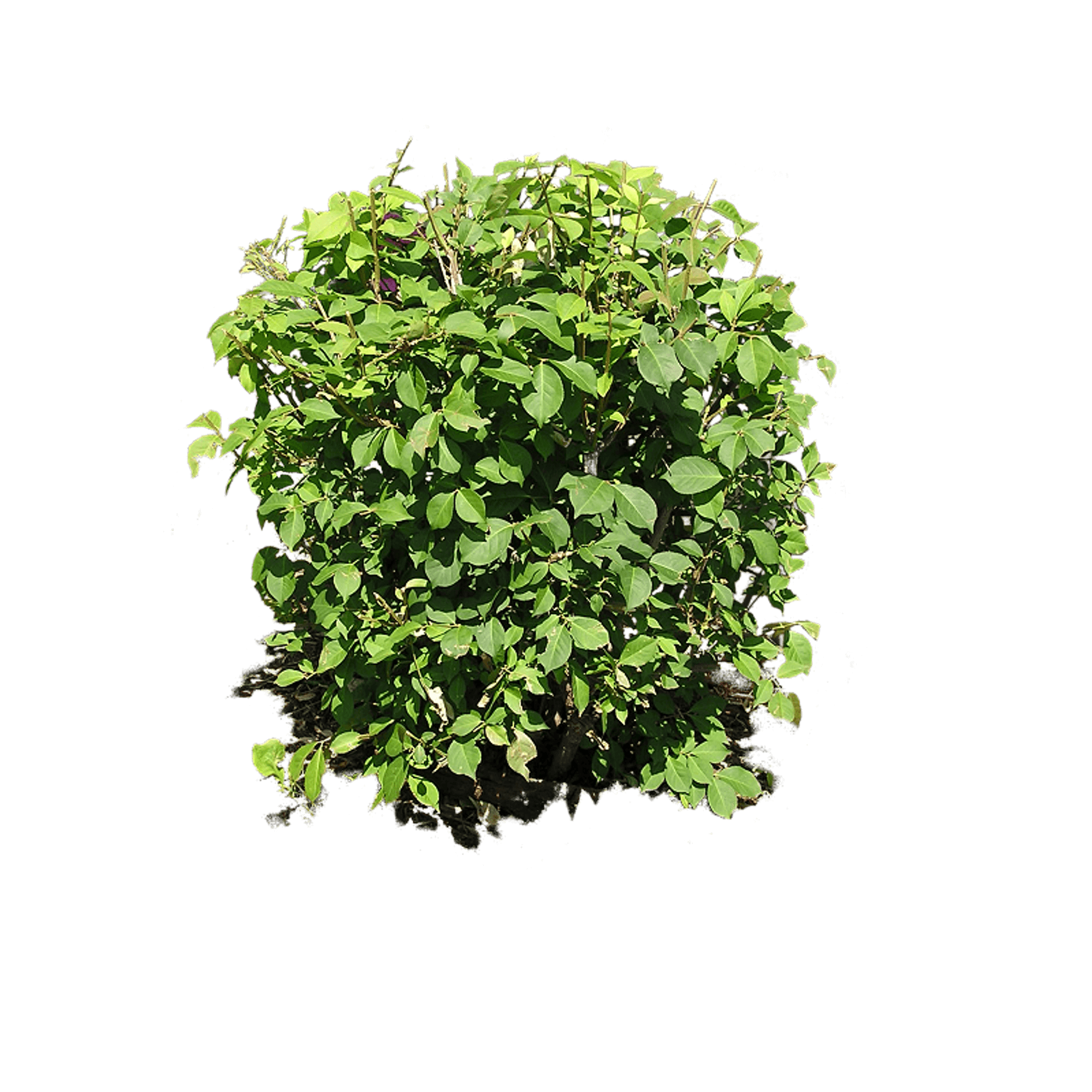 Bush Plant Transparent PNG Image
