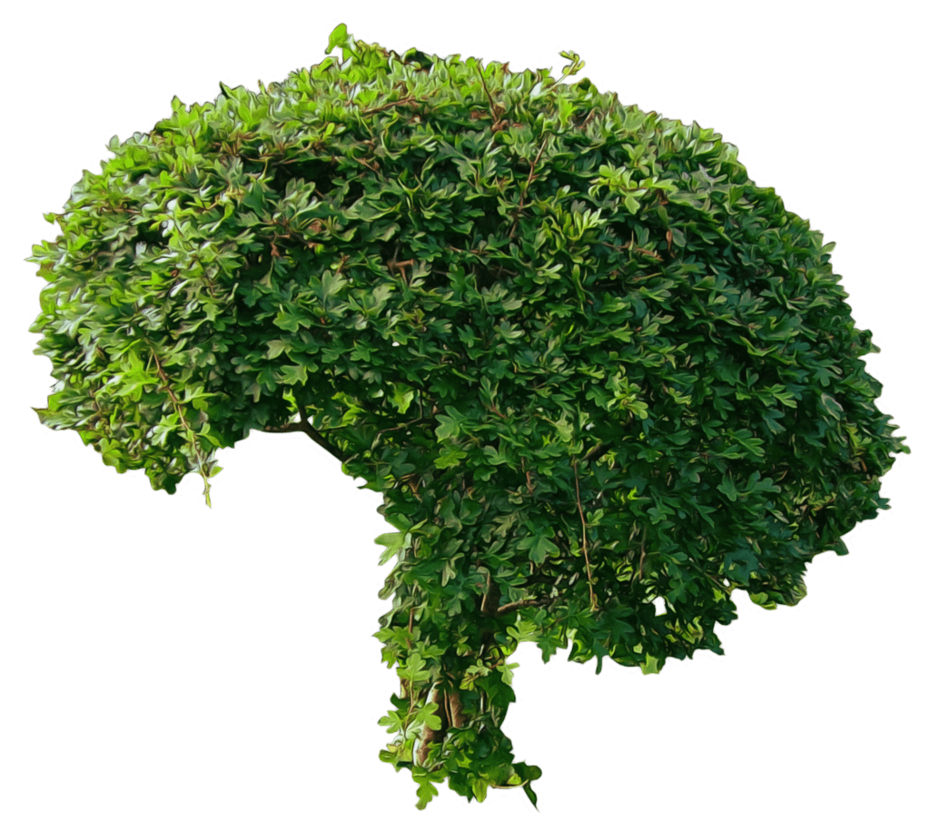 Bush Transparent PNG Image